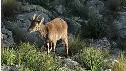 Forests on the Peaks: Andalusian Fir Forest