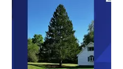 Rockefeller Center tree is Norway spruce from NY's Capital Region