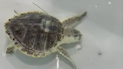 Westhampton nonprofit helps cold stunned sea turtles from around East Coast