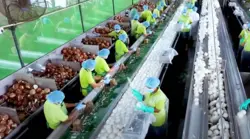 Why Coconut Farmers Risk Their Lives To Feed The World's Superfood Obsession