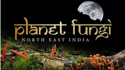 Planet Fungi: North East India