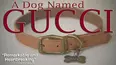 A Dog Named Gucci