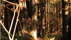 Avenue of the Giants, California featuring Colbie Caillat, The Doobie Brothers, Jason Mraz, and 10,000 Maniacs