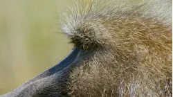 Africa's Baboons