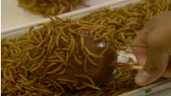 World's Freakiest Foods