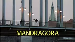Mandragora