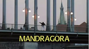 Mandragora