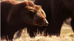 Brown Bears and Salmon