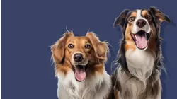 How to Raise the Perfect Dog