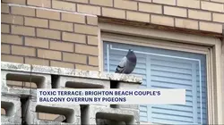 Toxic terrace: Pigeon poop on Brighton Beach balcony becomes biohazard