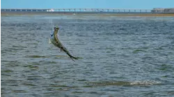 Lower Keys Tarpon