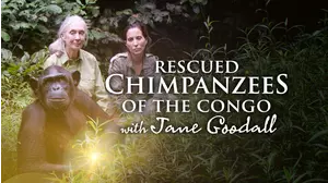 Rescued Chimpanzees Of The Congo With Jane Goodall