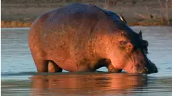 Flying Whales, Hippo Sunscreen