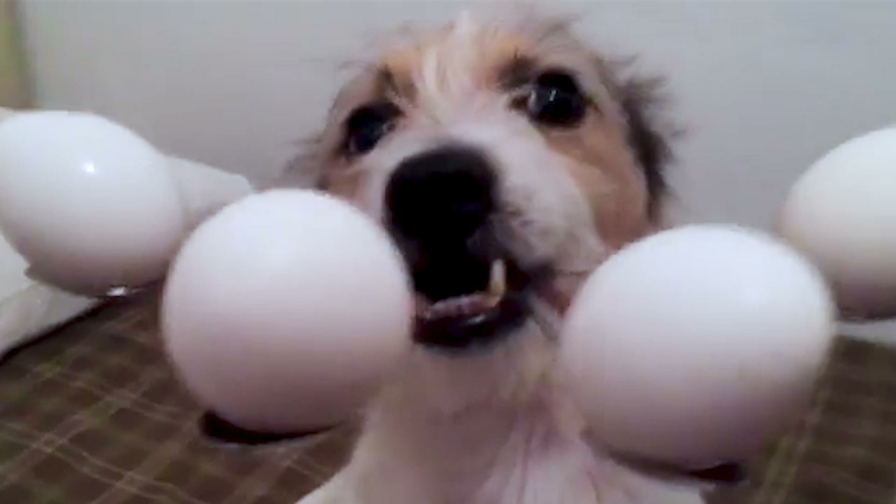 dog egg challenge fails