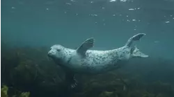 Grey Seals: A Journey of Survival