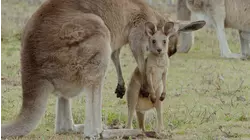 From Pouch to Foot