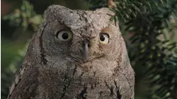 Owls