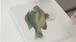 Fish Rubbings, Clay Shooting