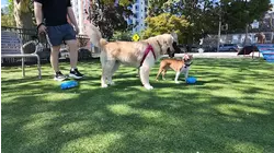 Dogs at Harbor Point's agility park get a taste of playtime with a fizzy twist