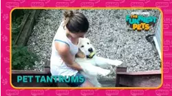Pet Tantrums