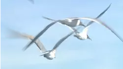 Stilts, Soles, Wheels and Wings