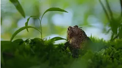 Wetlands