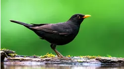Feathered Friends