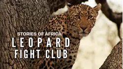 Stories of Africa: Leopard Fight Club