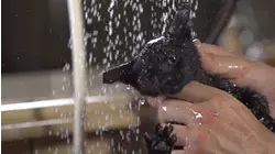 Ep. 1.4