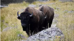 Nature Scenes Baby Animals: Muskox, Bobcat, Zebra, Emu, Bison