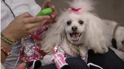 Doggie Mommy Dearest