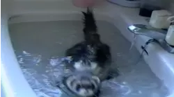 Sink or swim