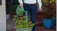 Flip My Florida Yard