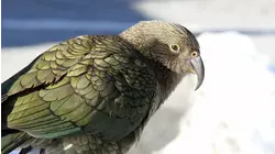 A New Zealand Christmas