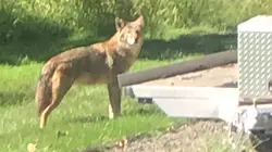 Two reported coyote incidents involving dogs in North Haledon
