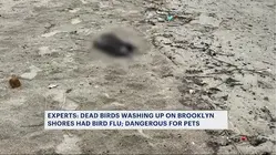 Dozens of dead birds found along Coney Island shore as bird flu spreads