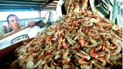 Why Louisiana's $1.3 Billion Shrimp Industry Could Go Extinct