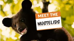 Meet The Mustelids
