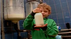 Milking Cows