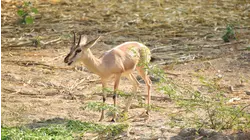 Baby Antelope and Oryx