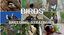 Birds' Breeding Strategies