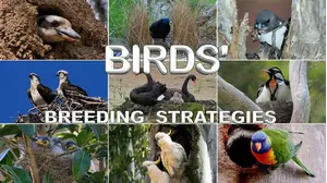 Birds' Breeding Strategies
