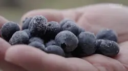 Should Organic Food Be So Expensive?