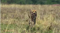 The Secret Lives Of Cheetahs