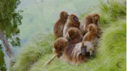 Baboon Lagoon