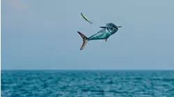 Skyrocketing Kingfish