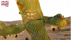 The Aquabats! Super Show!: S1 E12 - Night Of The Cactus!