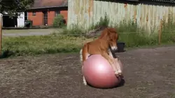 Funny Farm