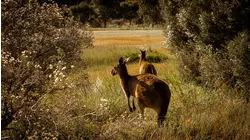 Nature Scenes Baby Animals: Rhea Chicks, Deer, Wallaby, Goose, Raccoon, Lion, Moose, Coyote