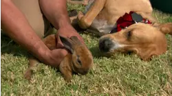 Cesar's Toughest Cases